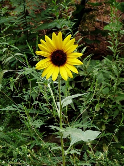 {Helianthus annuus}